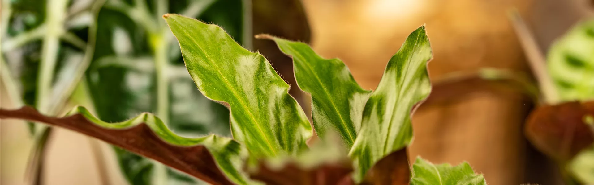 Calathea rufibarba